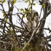 Sovice krahujova - Surnia ulula - Northern Hawk Owl 7783